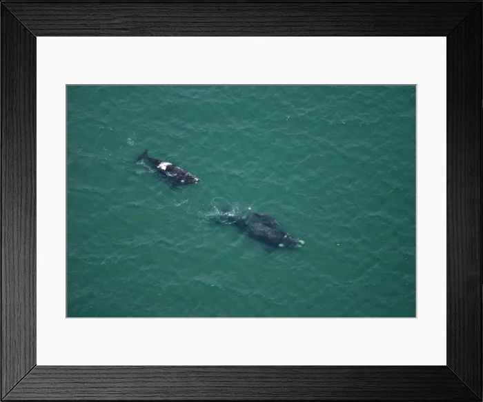 Framed Print : Southern Right whale - aerial view; mother and calf, followed by a single animal. Golfo Nuevo, Valdes Peninsula, Province Chubut, Patagonia, Argentina Framed Print : Southern Right whale - aerial view; mother and calf, followed by a single animal. Golfo Nuevo, Valdes Peninsula, Province Chubut, Patagonia, Argentina