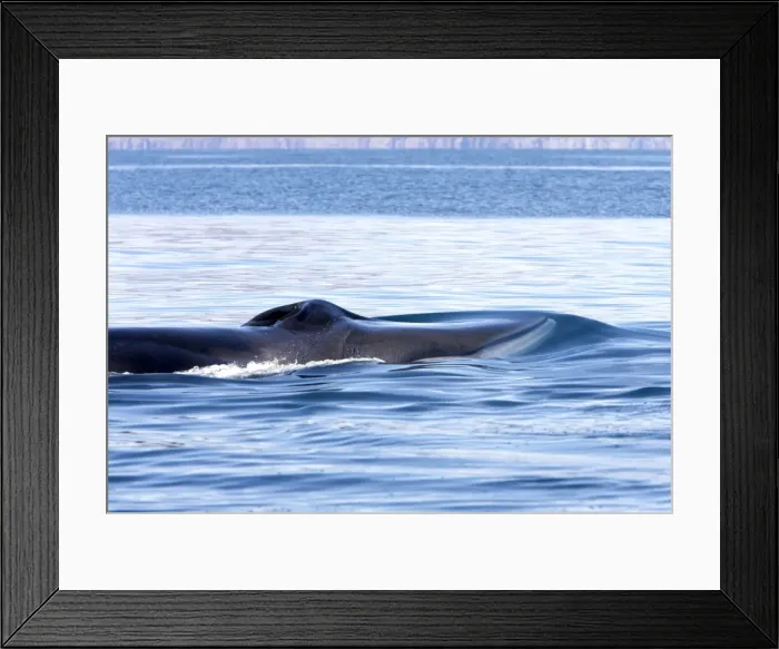 Framed Print : Fin Whale - Note characteristic white color of right side of lower jaw (left side is dark as rest of the body) Gulf of California (Sea of Cortez), Mexico Framed Print : Fin Whale - Note characteristic white color of right side of lower jaw (left side is dark as rest of the body) Gulf of California (Sea of Cortez), Mexico