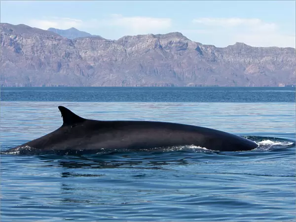 Fin Whale - Appearing above water Gulf of California (Sea of Cortez), Mexico