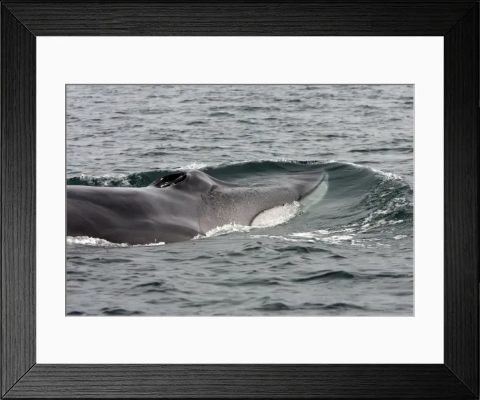 Framed Print : Fin whale - Note characteristic white color of right side of lower jaw (left side is dark as rest of the body). Gulf of California (Sea of Cortez), Mexico Framed Print : Fin whale - Note characteristic white color of right side of lower jaw (left side is dark as rest of the body). Gulf of California (Sea of Cortez), Mexico