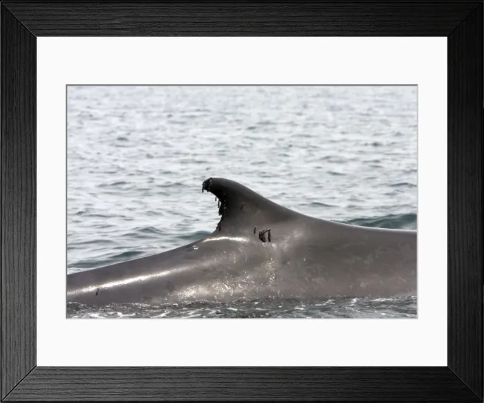 Framed Print : Fin Whale- The organisms attached to the dorsal fin and alongside the body of the whale are pseudo stalked barnacles (Xenobalanus globicipitis). Gulf of California (Sea of Cortez), Mexico Framed Print : Fin Whale- The organisms attached to the dorsal fin and alongside the body of the whale are pseudo stalked barnacles (Xenobalanus globicipitis). Gulf of California (Sea of Cortez), Mexico