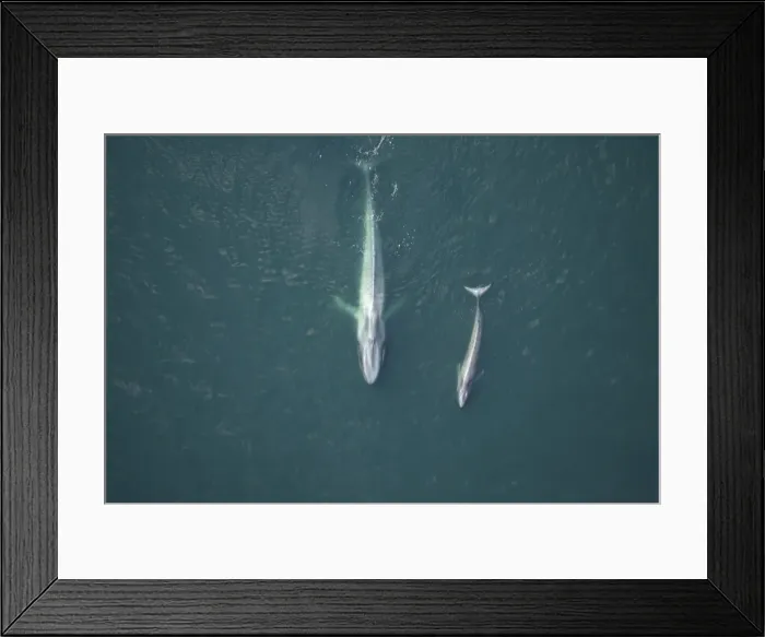 Framed Print : Blue Whale, mother and calf near surface Gulf of California (Sea of Cortez), Mexico