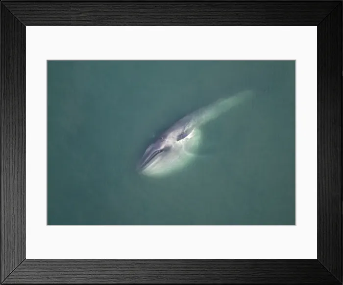 Framed Print : Blue Whale - This whale has been gathering food deep within the water column and reaches the surface with the throat pleats still distended, forming an enormous pouch. The whale is laying on its side, a pectoral flipper visible above Framed Print : Blue Whale - This whale has been gathering food deep within the water column and reaches the surface with the throat pleats still distended, forming an enormous pouch. The whale is laying on its side, a pectoral flipper visible above