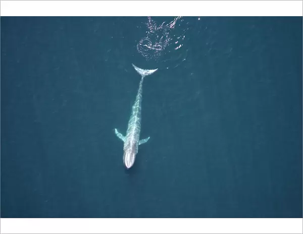Blue Whale - Near surface Gulf of California (Sea of Cortez), Mexico
