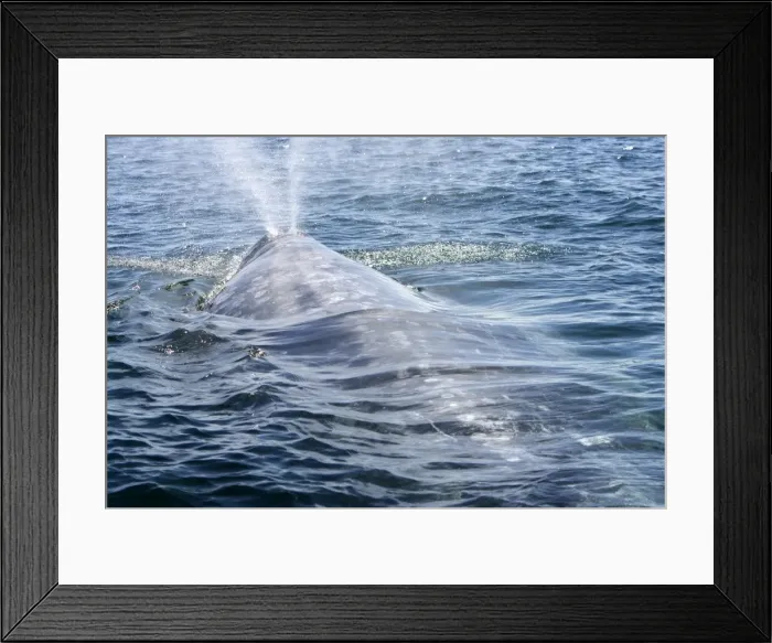 Framed Print : California gray whale, adult - Photographed in San Ignacio Lagoon, Baja California South, Mexico Framed Print : California gray whale, adult - Photographed in San Ignacio Lagoon, Baja California South, Mexico