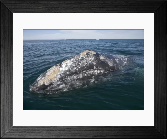 Framed Print : California gray whale, adult - Photographed in San Ignacio Lagoon, Baja California South, Mexico Framed Print : California gray whale, adult - Photographed in San Ignacio Lagoon, Baja California South, Mexico
