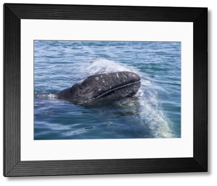 Framed Print : Gray Whale, mother and calf - A calf leans its head on its mother's back. Photographed in San Ignacio Lagoon, Baja California South, Mexico Framed Print : Gray Whale, mother and calf - A calf leans its head on its mother's back. Photographed in San Ignacio Lagoon, Baja California South, Mexico