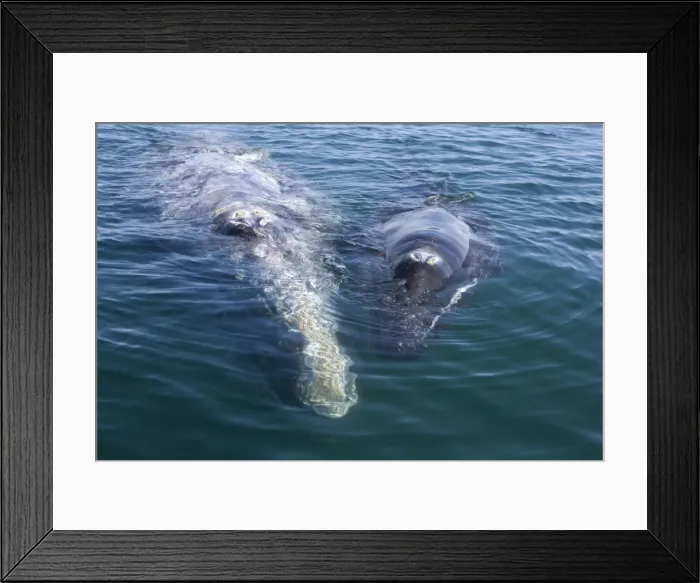 Framed Print : Gray Whale - Mother and calf resting at the surface. Photographed in San Ignacio Lagoon, Baja California South, Mexico Framed Print : Gray Whale - Mother and calf resting at the surface. Photographed in San Ignacio Lagoon, Baja California South, Mexico