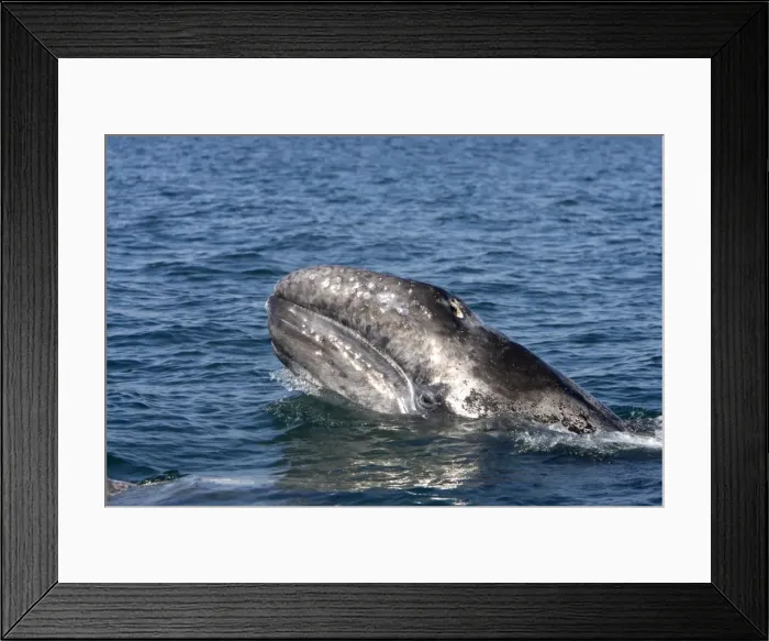 Framed Print : Gray Whale, calf- Photographed in San Ignacio Lagoon, Baja California South, Mexico Framed Print : Gray Whale, calf- Photographed in San Ignacio Lagoon, Baja California South, Mexico