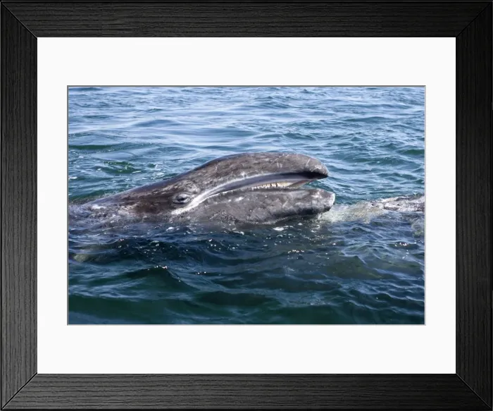 Framed Print : Gray whale, calf - Raising its head over its mother's body, a calf opens its mouth while looking at the small whale watching boat from which the photo is taken. San Ignacio Lagoon, Baja California South, Mexico Framed Print : Gray whale, calf - Raising its head over its mother's body, a calf opens its mouth while looking at the small whale watching boat from which the photo is taken. San Ignacio Lagoon, Baja California South, Mexico