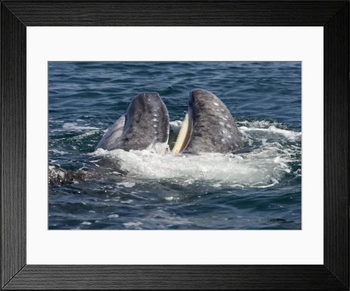 Framed Print : Gray Whale, calf - Playing near its mother, a calf opens its mouth, showing its white baleen. Photographed in San Ignacio Lagoon, Baja California South, Mexico Framed Print : Gray Whale, calf - Playing near its mother, a calf opens its mouth, showing its white baleen. Photographed in San Ignacio Lagoon, Baja California South, Mexico