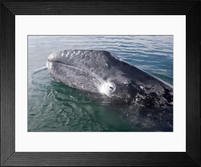 Framed Print : Gray whale, calf - Photographed near Puerto Lopez Mateos, Baja California South, Mexico Framed Print : Gray whale, calf - Photographed near Puerto Lopez Mateos, Baja California South, Mexico