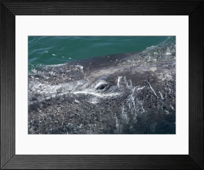Framed Print : Gray whale, calf: eye - Photographed in San Ignacio Lagoon, Baja California South, Mexico