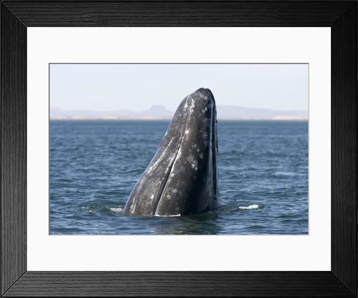Framed Print : Gray whale, spyhopping, San Ignacio Lagoon, Baja California South, Mexico Framed Print : Gray whale, spyhopping, San Ignacio Lagoon, Baja California South, Mexico