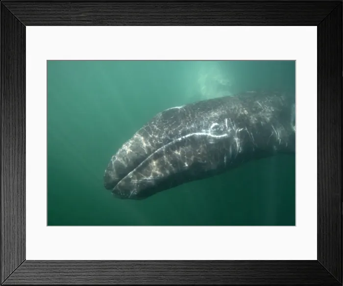 Framed Print : Gray Whale - Underwater photo of a calf. The mother is barely visible behind the calf. San Ignacio Lagoon, Baja California South, Mexico Framed Print : Gray Whale - Underwater photo of a calf. The mother is barely visible behind the calf. San Ignacio Lagoon, Baja California South, Mexico
