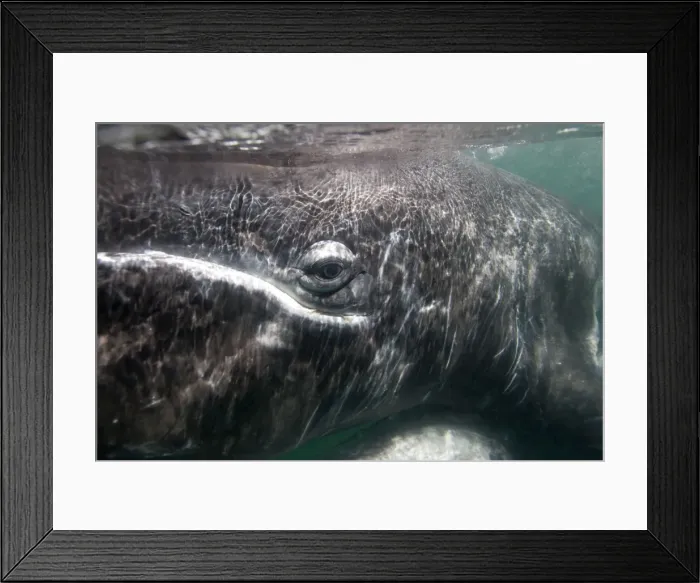 Framed Print : Gray Whale - Underwater photo of a calf at close range. San Ignacio Lagoon, Baja California South, Mexico Framed Print : Gray Whale - Underwater photo of a calf at close range. San Ignacio Lagoon, Baja California South, Mexico