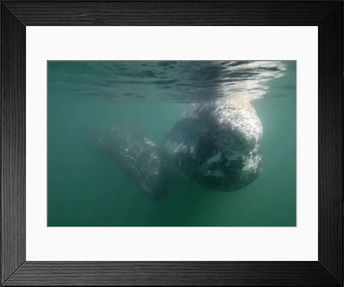 Framed Print : Gray Whale - Underwater: mother and calf San Ignacio Lagoon, Baja California South, Mexico Framed Print : Gray Whale - Underwater: mother and calf San Ignacio Lagoon, Baja California South, Mexico