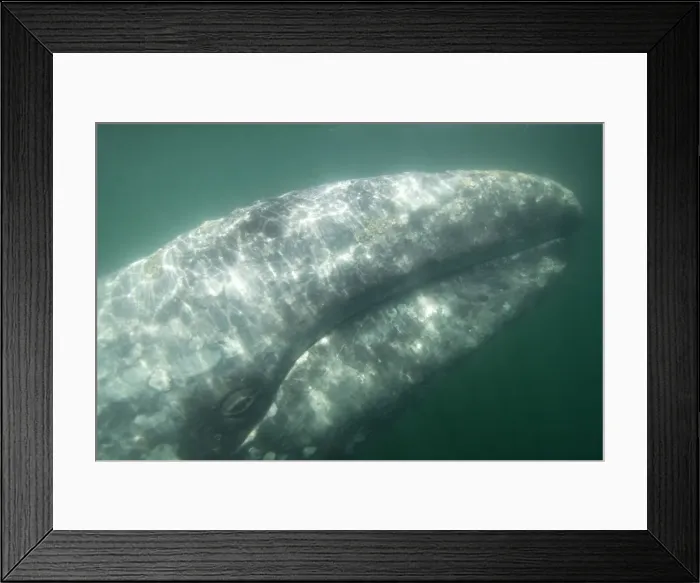 Framed Print : Gray Whale - Underwater: head of an adult gray whale San Ignacio Lagoon, Baja California South, Mexico Framed Print : Gray Whale - Underwater: head of an adult gray whale San Ignacio Lagoon, Baja California South, Mexico