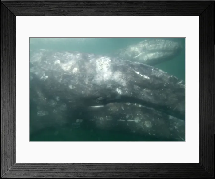 Framed Print : Gray Whale - Underwater: mother (in front), and calf San Ignacio Lagoon, Baja California South, Mexico Framed Print : Gray Whale - Underwater: mother (in front), and calf San Ignacio Lagoon, Baja California South, Mexico