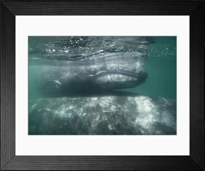 Framed Print : Gray Whale - Calf on top of mother's back San Ignacio Lagoon, Baja California South, Mexico
