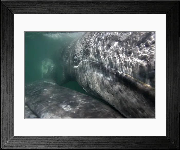Framed Print : Gray Whale - Underwater close-up of a calf. The mother is in the lower left; she is swimming upside-down (a throat groove is visible in the lower left corner of the image). San Ignacio Lagoon, Baja California South, Mexico Framed Print : Gray Whale - Underwater close-up of a calf. The mother is in the lower left; she is swimming upside-down (a throat groove is visible in the lower left corner of the image). San Ignacio Lagoon, Baja California South, Mexico