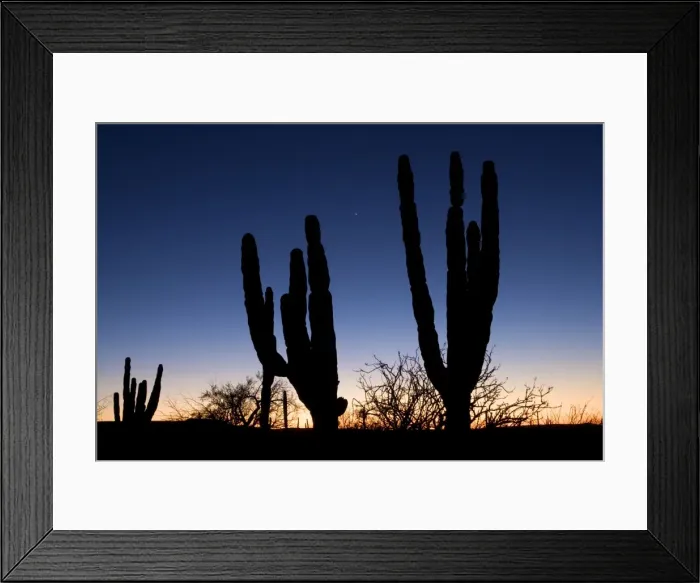 Framed Print : Silhouettes of Cardon cactus and Adam's Tree (Fouquieria diguetii). Sunset in the Vizcaino Desert, west of the village of San Ignacio. Baja California South, Mexico. Venus shines in the sky between the cacti (March 2007) Framed Print : Silhouettes of Cardon cactus and Adam's Tree (Fouquieria diguetii). Sunset in the Vizcaino Desert, west of the village of San Ignacio. Baja California South, Mexico. Venus shines in the sky between the cacti (March 2007)