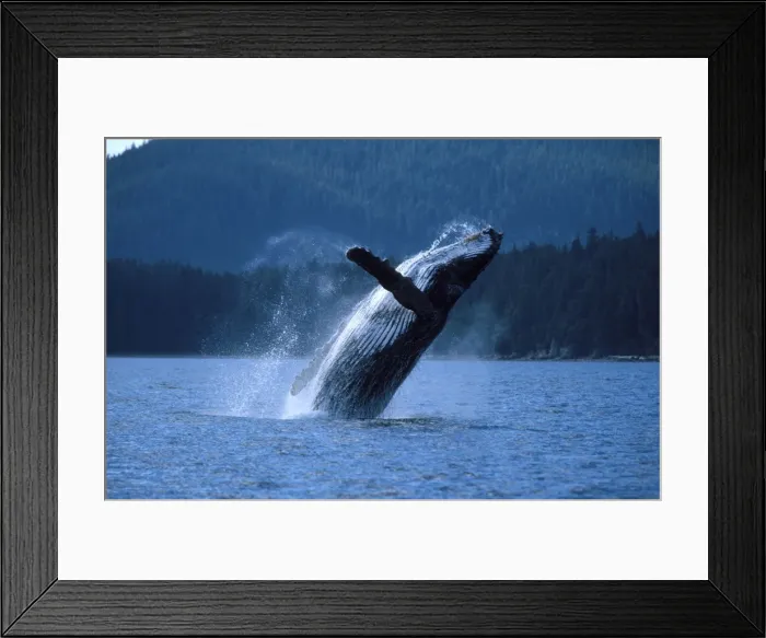 Framed Print : Humpback whale - Breaching. Inside Passage, Southeast Alaska DB 80 Framed Print : Humpback whale - Breaching. Inside Passage, Southeast Alaska DB 80
