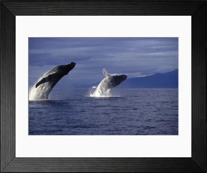 Framed Print : Humpback whale - Breaching. Inside Passage, Southeast Alaska DB 132 Framed Print : Humpback whale - Breaching. Inside Passage, Southeast Alaska DB 132