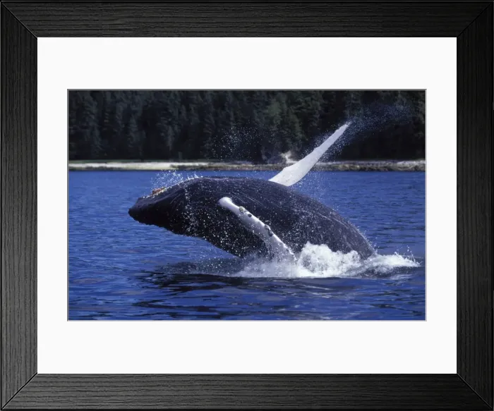 Framed Print : Humpback whale - Calf, breaching. Inside Passage, Southeast Alaska DB 301 Framed Print : Humpback whale - Calf, breaching. Inside Passage, Southeast Alaska DB 301