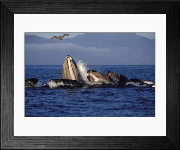 Framed Print : Humpback whale - Cooperative feeding (Bubble net feeding) Southeast Alaska DA 564 Framed Print : Humpback whale - Cooperative feeding (Bubble net feeding) Southeast Alaska DA 564