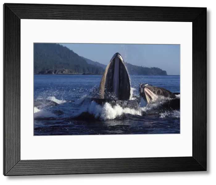 Framed Print : Humpback whale - Cooperative feeding (Bubble net feeding) Southeast Alaska DA 581 Framed Print : Humpback whale - Cooperative feeding (Bubble net feeding) Southeast Alaska DA 581