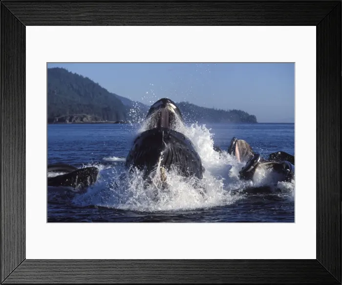 Framed Print : Humpback whale - Cooperative feeding (Bubble net feeding) Southeast Alaska DA 584 Framed Print : Humpback whale - Cooperative feeding (Bubble net feeding) Southeast Alaska DA 584