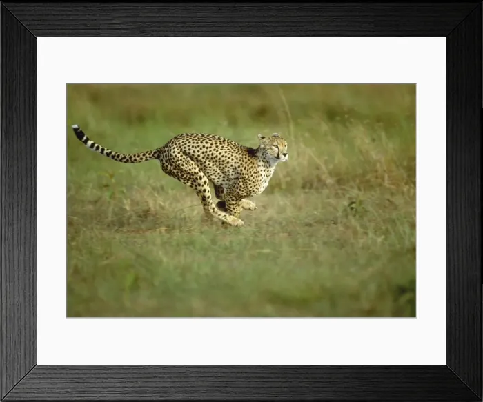 Framed Print : Cheetah - running Maasai Mara, Kenya, Africa Framed Print : Cheetah - running Maasai Mara, Kenya, Africa
