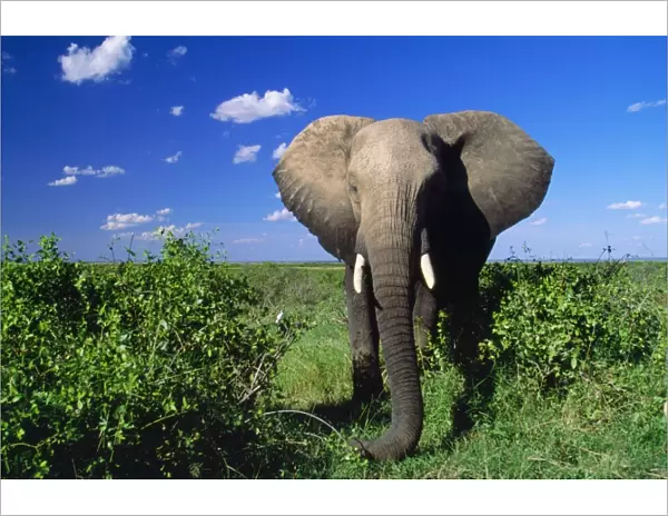 African Elephant Amboseli National Park, Kenya, Africa
