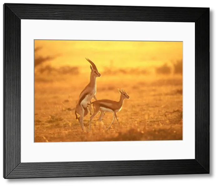 Framed Print : Thomson's Gazelle Maasai Mara, Kenya, Africa Framed Print : Thomson's Gazelle Maasai Mara, Kenya, Africa