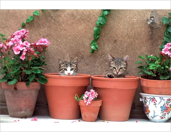 Cat 2 Kittens in flowerpots, by geraniums