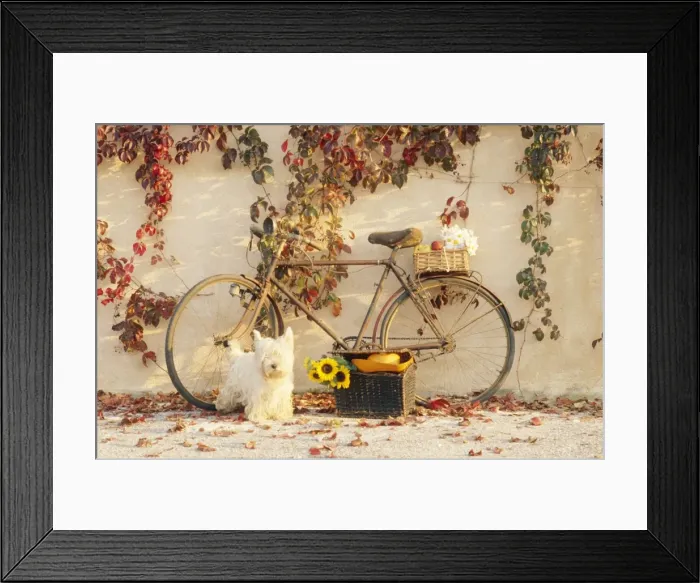 Framed Print : Flower Arrangement - With bicycle & Dog Framed Print : Flower Arrangement - With bicycle & Dog