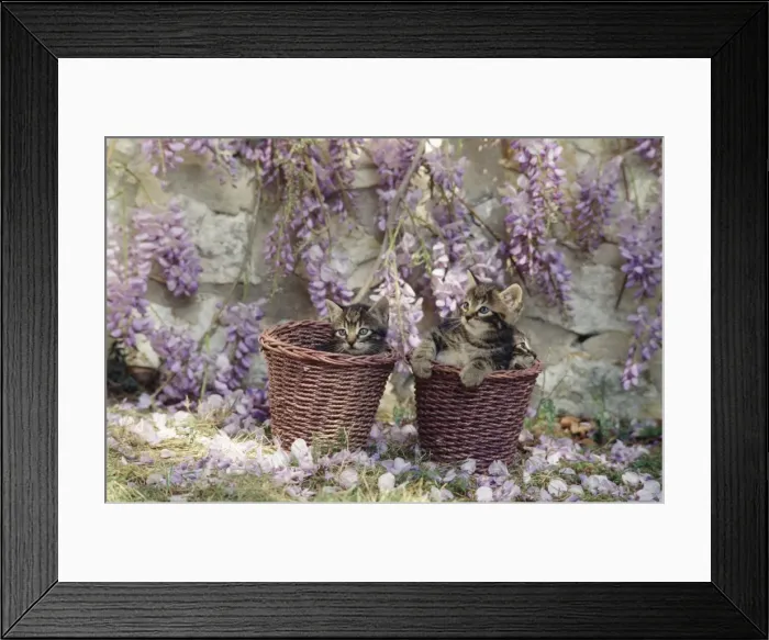 Framed Print : Cat - kittens in baskets by Wisteria Framed Print : Cat - kittens in baskets by Wisteria