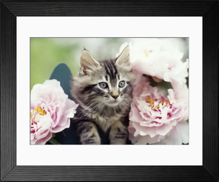 Framed Print : Cat - Tabby kitten in pink peonies Framed Print : Cat - Tabby kitten in pink peonies