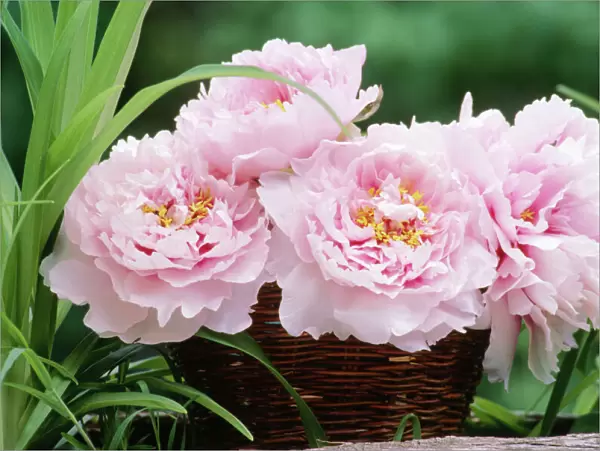 Flower Arrangement - Pink Peonies, Close-up