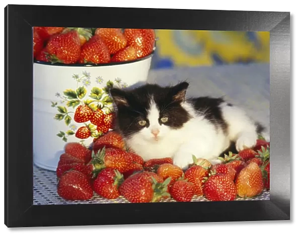 Cat - Kitten with strawberries