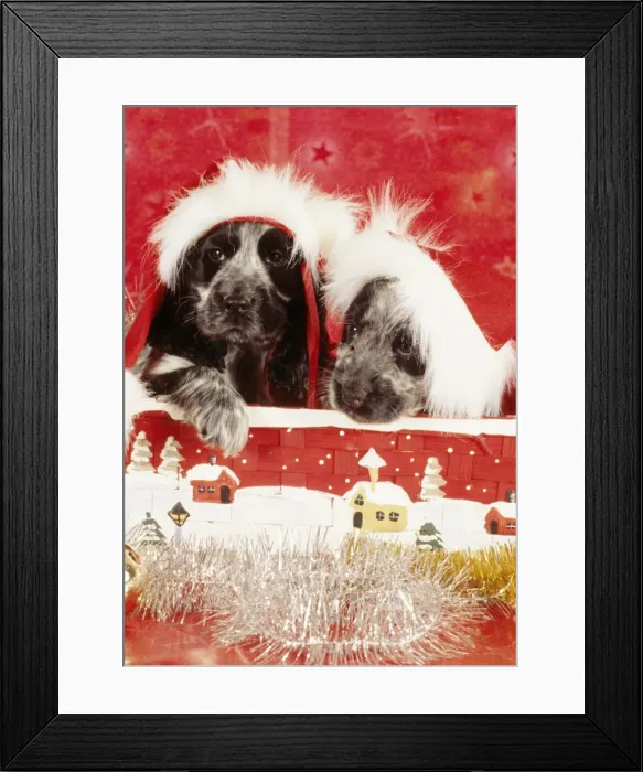 Framed Print : Dog - Christmas Framed Print : Dog - Christmas
