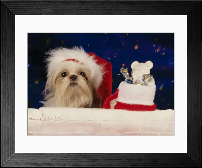 Framed Print : Dog - Christmas