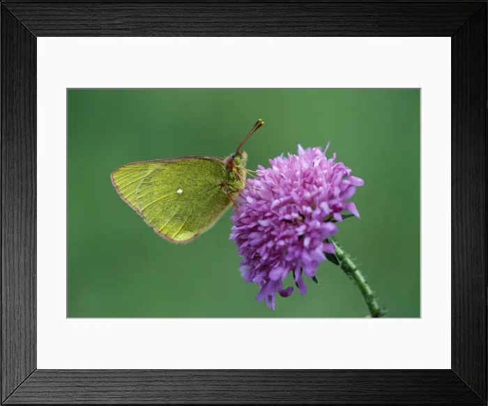 Framed Print : Mountain Clouded Yellow Butterfly Italian Alps Framed Print : Mountain Clouded Yellow Butterfly Italian Alps