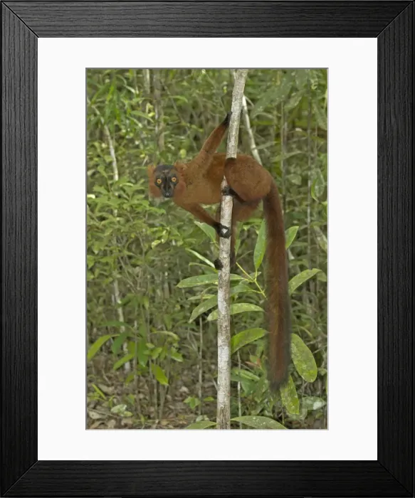 Framed Print : Brown and Black crossed Lemur - In tree Madagascar