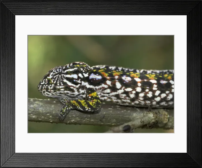 Framed Print : Female Carpet / Jewel Chameleon, close up of head. Note - Sexual dimorphism. Madagascar Framed Print : Female Carpet / Jewel Chameleon, close up of head. Note - Sexual dimorphism. Madagascar