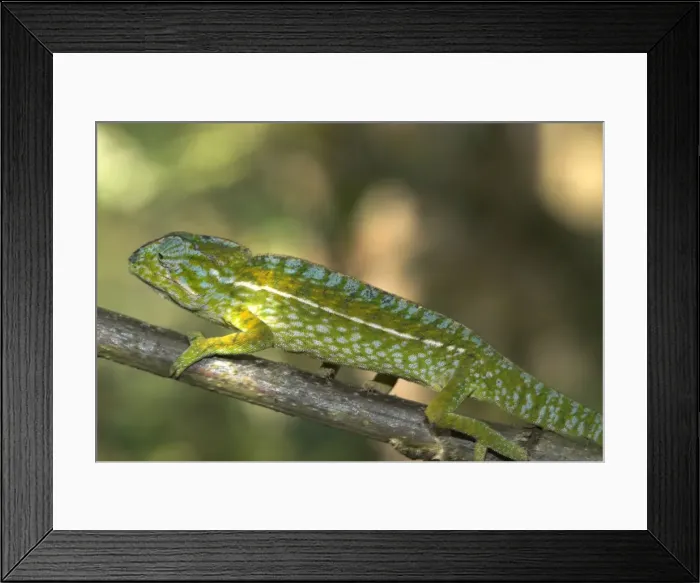 Framed Print : Male Carpet / Jewel Chameleon. On branch. Note - Sexual dimorphism. Madagascar Framed Print : Male Carpet / Jewel Chameleon. On branch. Note - Sexual dimorphism. Madagascar