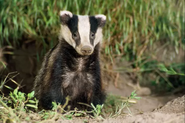 Badger - young Lincolnshire, UK