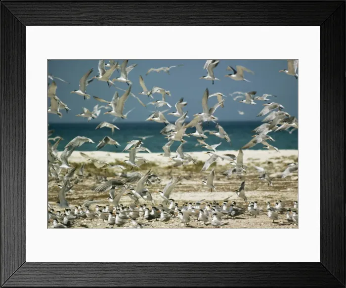 Framed Print : Lesser Crested Tern Framed Print : Lesser Crested Tern