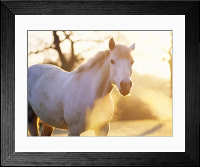 Framed Print : Whitish Grey Horse - mare, backlit with misty breath in plumes from nostrils. UK Framed Print : Whitish Grey Horse - mare, backlit with misty breath in plumes from nostrils. UK